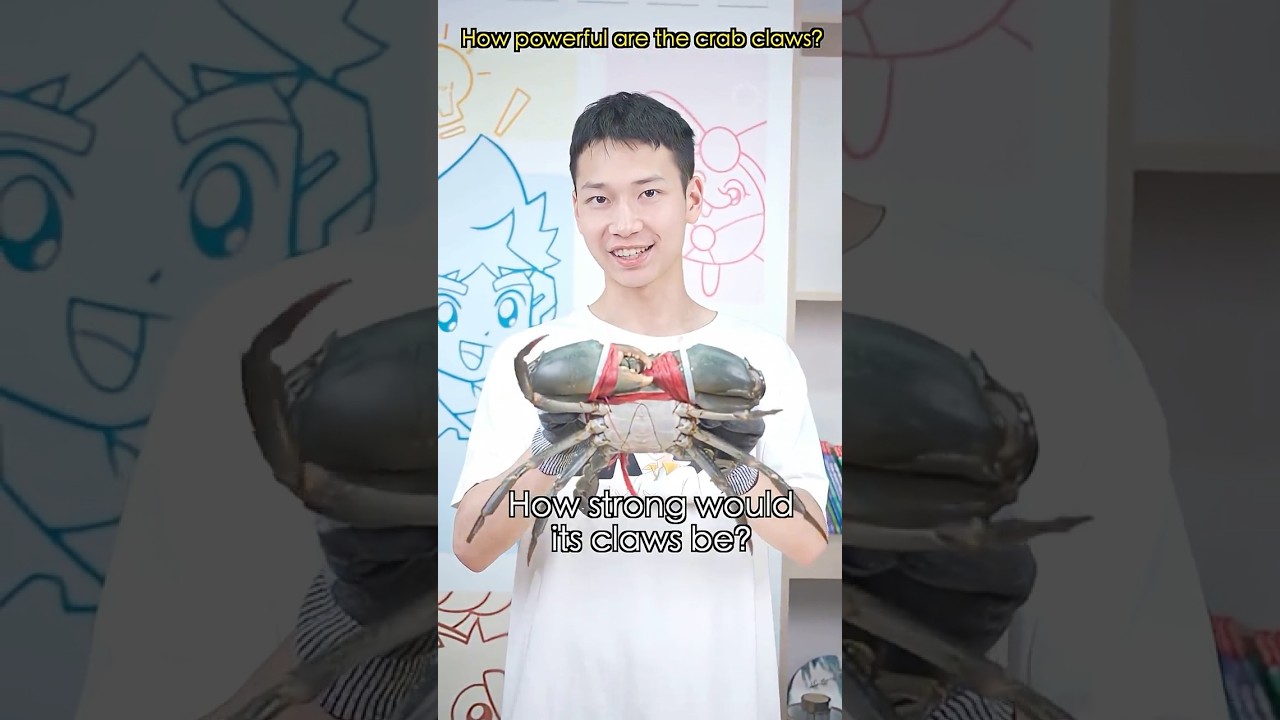 🦀️The Power of Crab Claws Is No Joke! If the Crab Is Such Huge, How Strong Would Its Claws Be❓