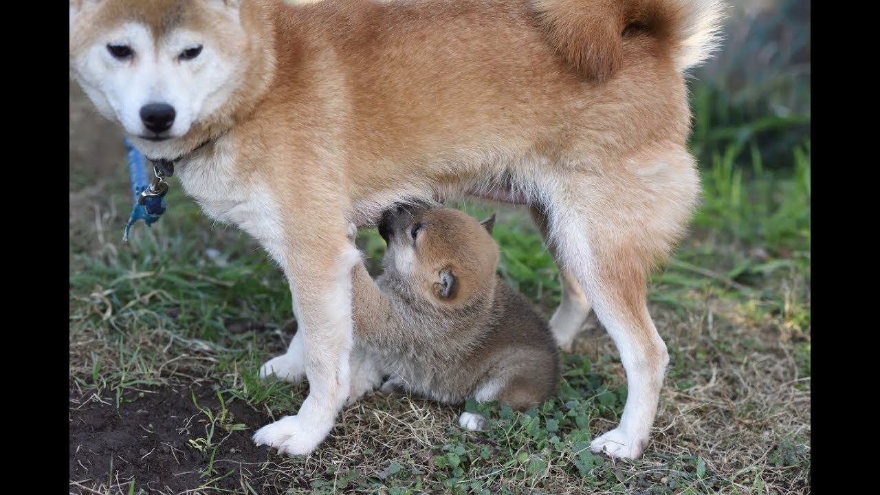柴犬の子育て（2017年12月25日生まれ） その2