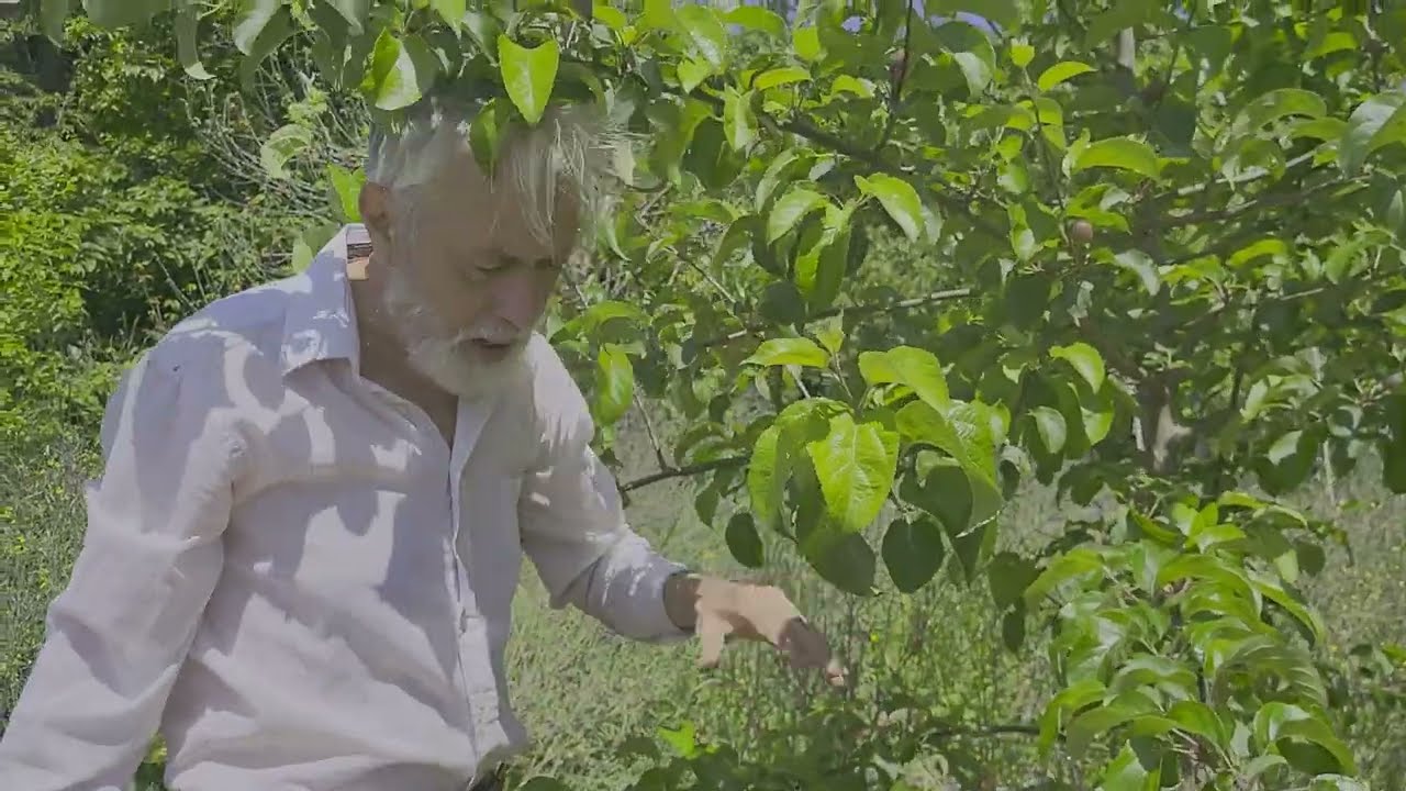 How to Thin Fruit Trees for A Larger Crop | Apples and Pears