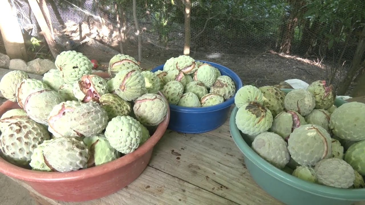 Hechos del Agro - Cosecha de anona en Panchimalco