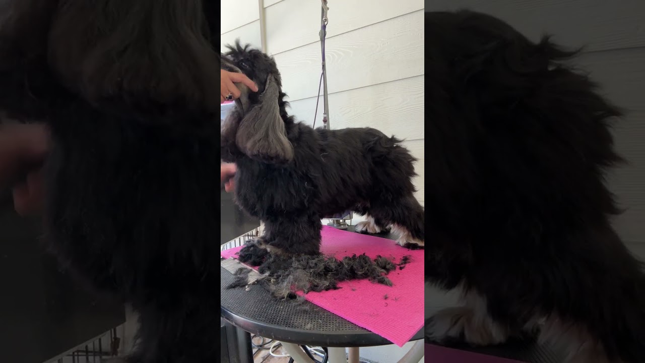 Cocker Spaniel head grooming
