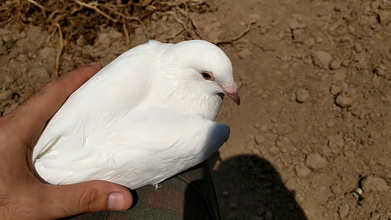 Cómo saber si una paloma es macho o hembra 🕊️🕊️🕊️