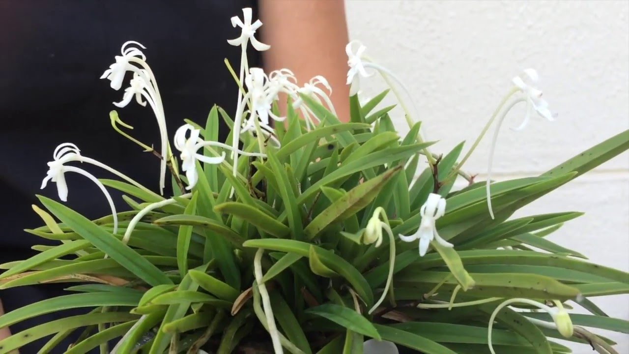 Orquídeas Curiosas: Orquídea Samurai (Neofinetia falcata)