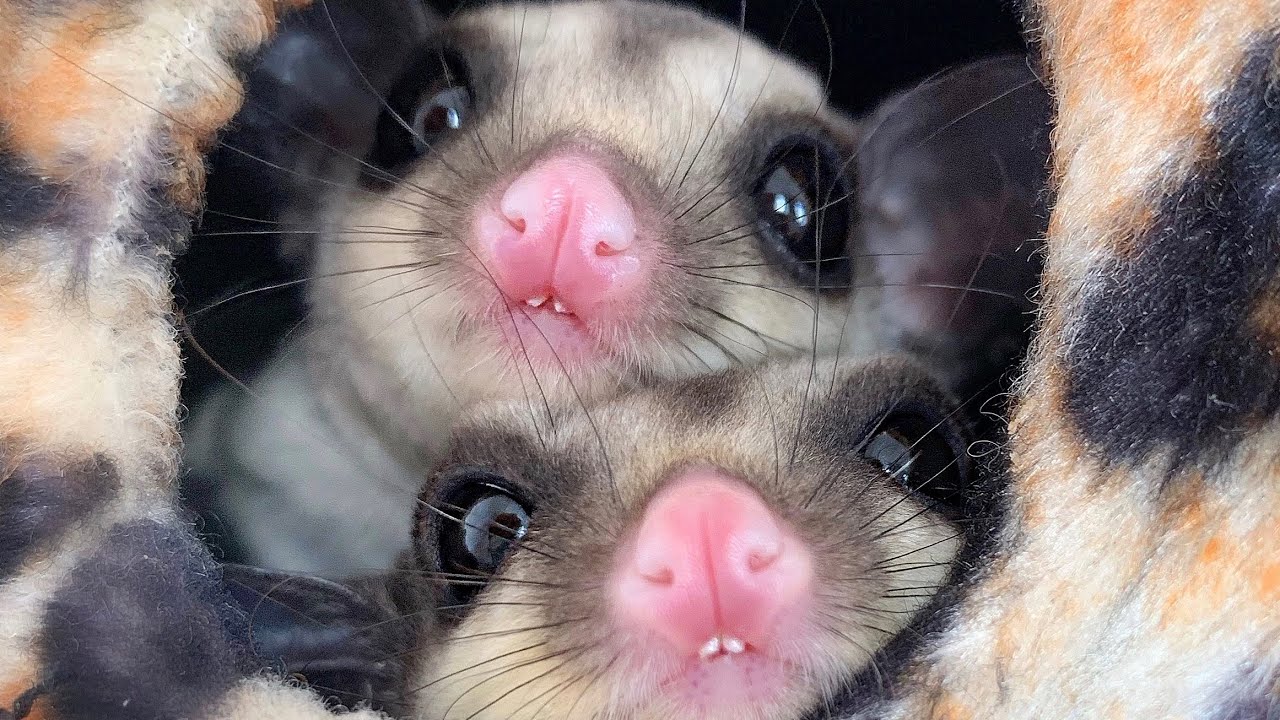 Sugar Gliders love watermelon.