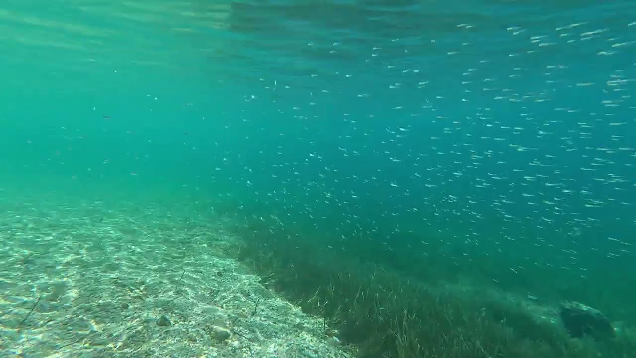 Snorkeling at Pudarica Beach, Rab (2024) | 4K Underwater Adventure