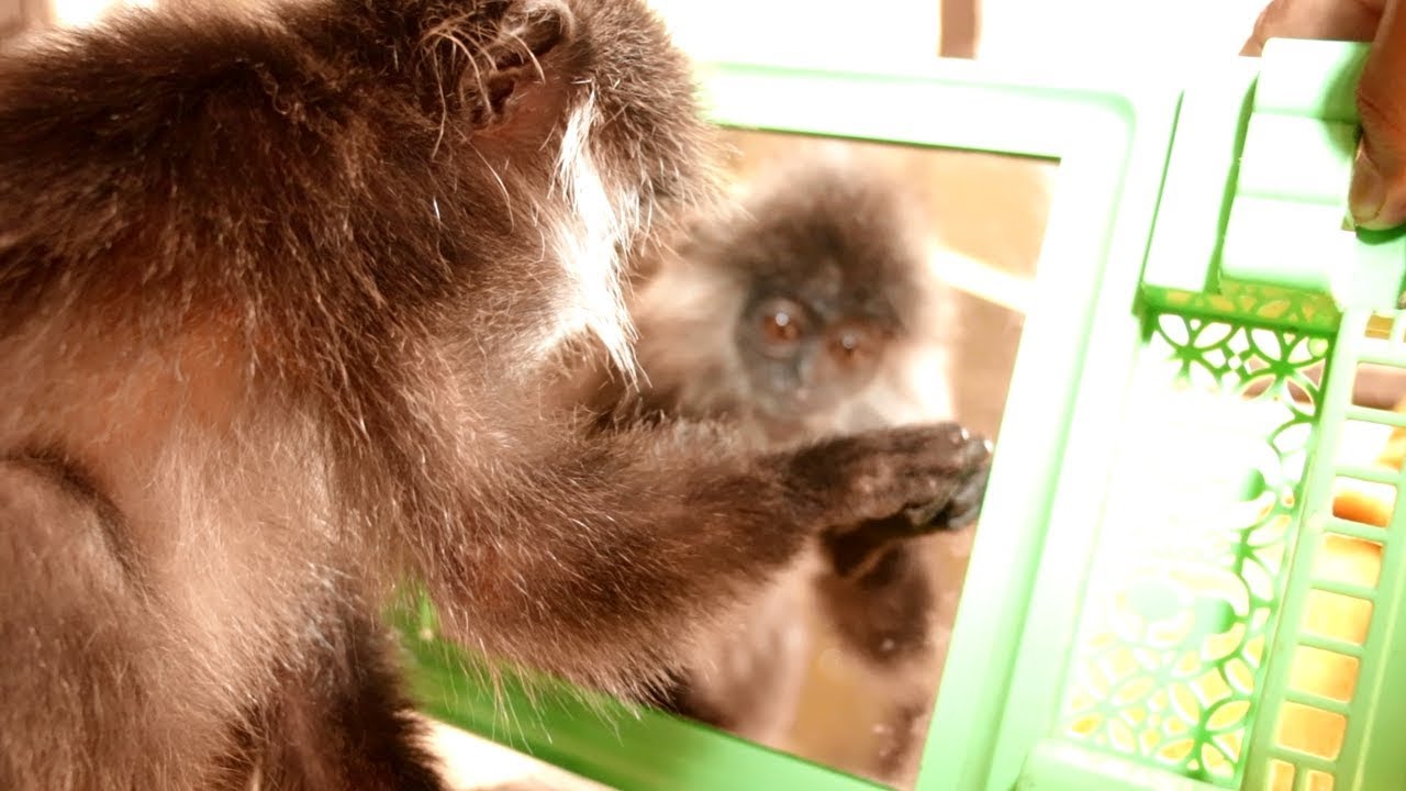 Really Wonderful, Asia Monkey Mirror In The Glass, She Surprise Herself