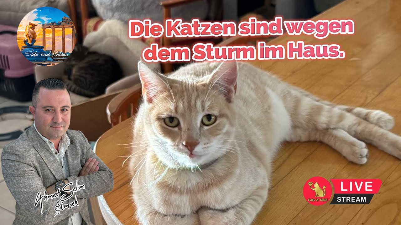 Die Katzen sind wegen dem Sturm im Haus.