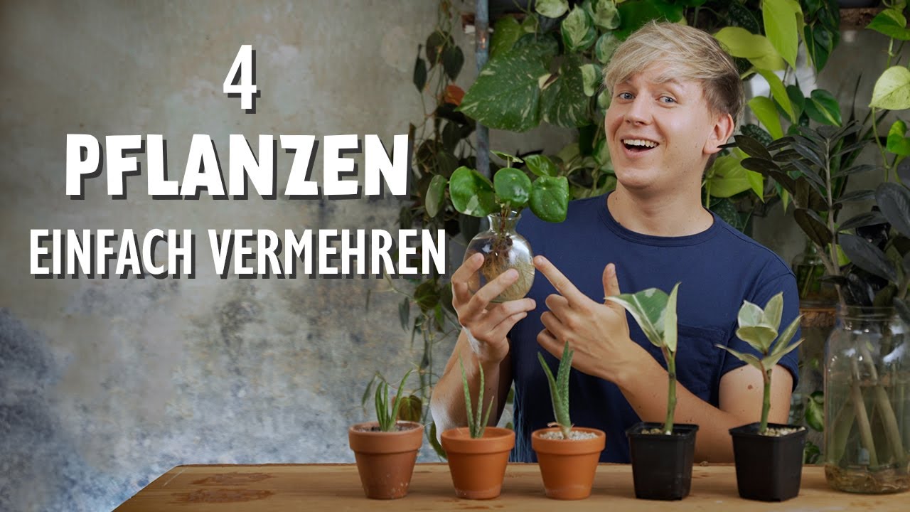 Mehr kostenlose Pflanzen! 4 Zimmerpflanzen ganz einfach durch Stecklinge vermehren 🪴