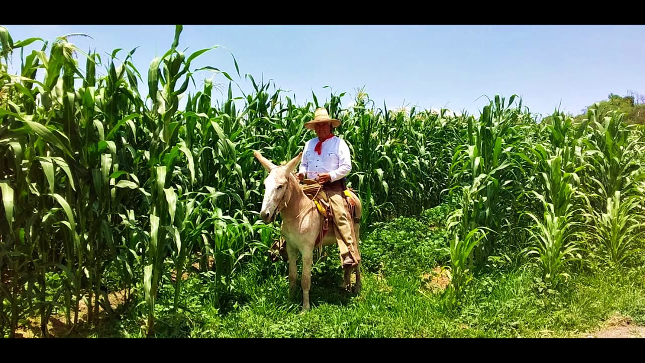 MÚSICA DEL RANCHO -  AUDIO