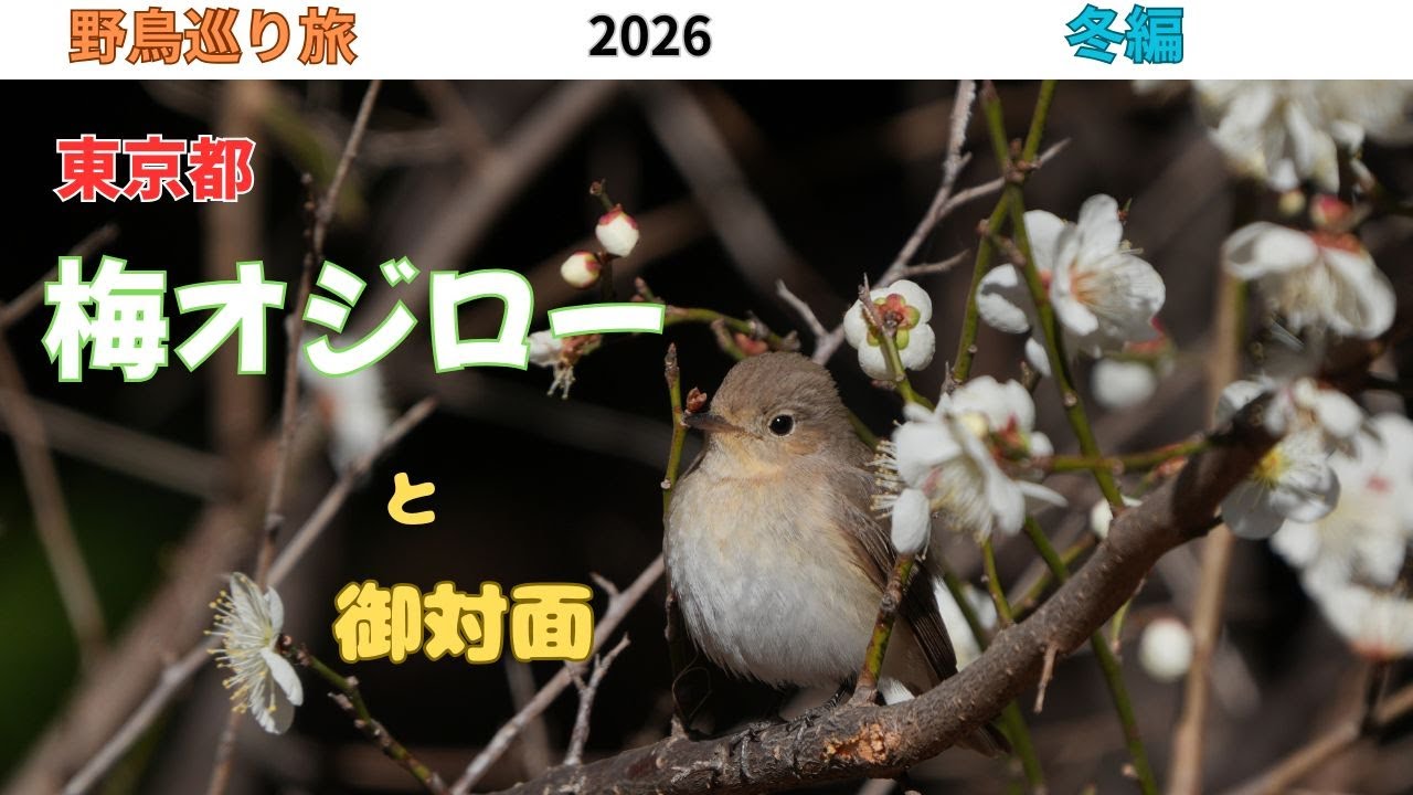 [野鳥巡り旅]　梅にニシオジロビタキでウメオジロー！