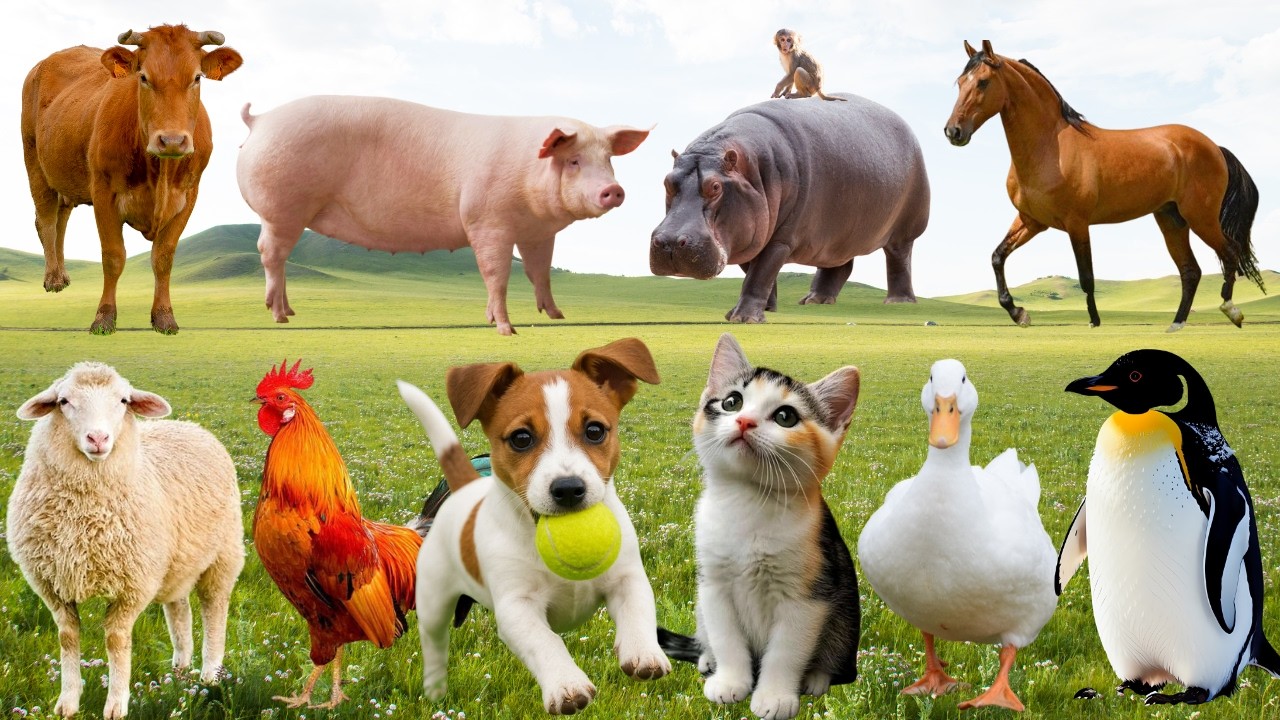 🌿Khi Gà, Bò, Chó & Mèo Cùng Hòa Ca  – Đồng Quê Ngập Tràn Giai Điệu Dễ Thương | FarmAnimal🐮🐔🐱🐶