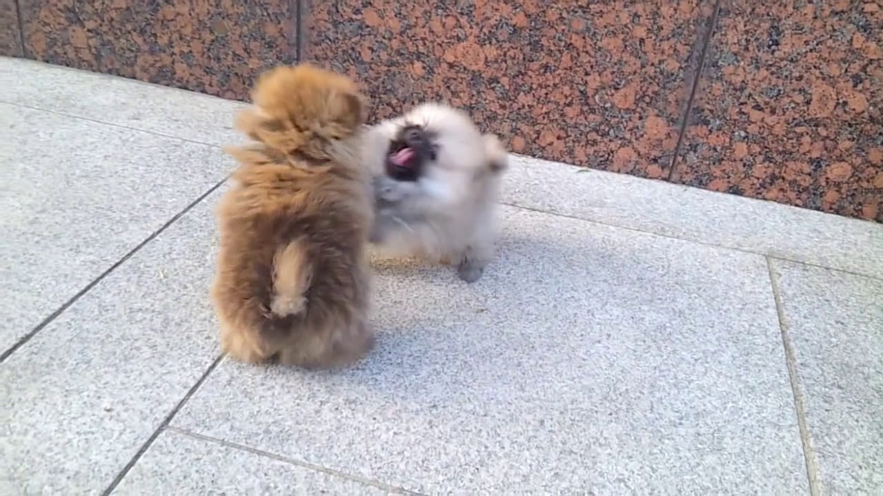 Micro teacup Pomeranian puppies for sale