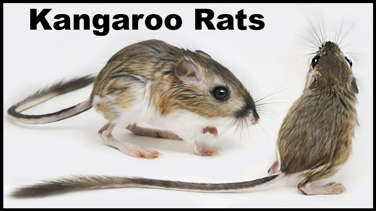 Trapping Kangaroo Rats in the desert. Mousetrap Monday