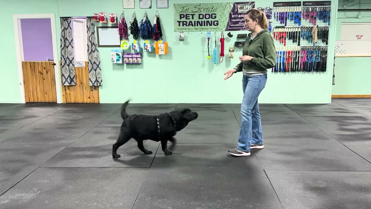 Bodie - Loose Leash Walking Practice. Find its to warm up & Recall practice 