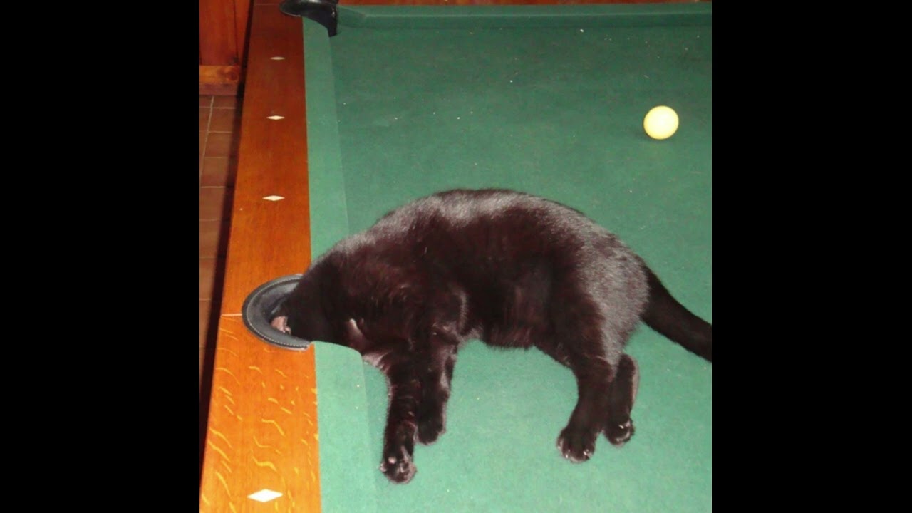 (free for profit) indie pop +  alternative rock + bedroom pop type beat - elaica