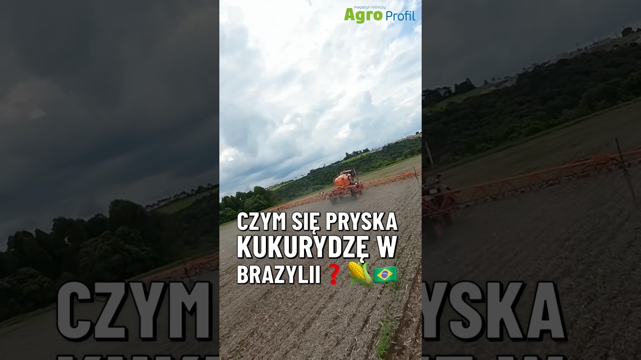 Czym pryska się kukurydzę w Brazylii?