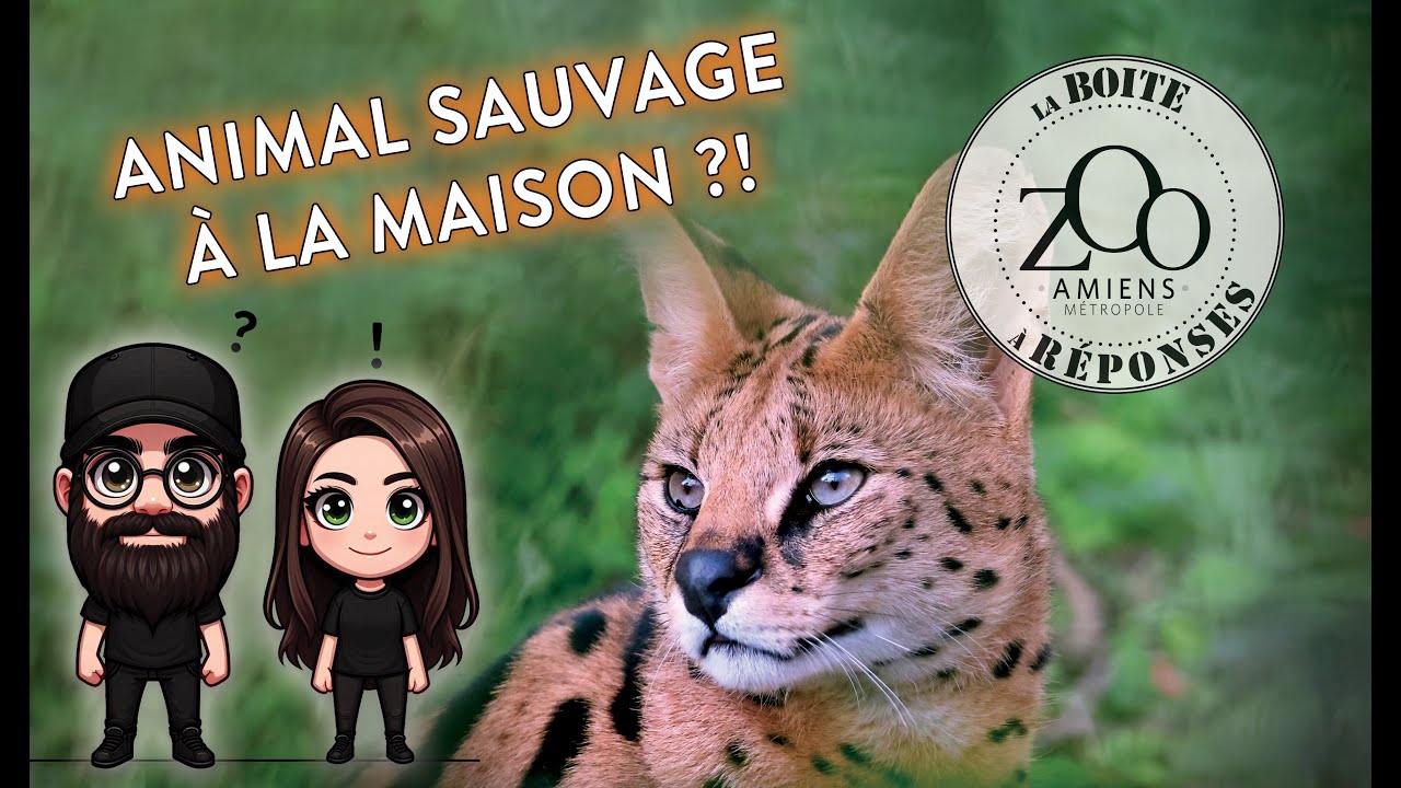 La boite à réponses - épisode 5 - Loutre sur canapé : fausse bonne idée ?