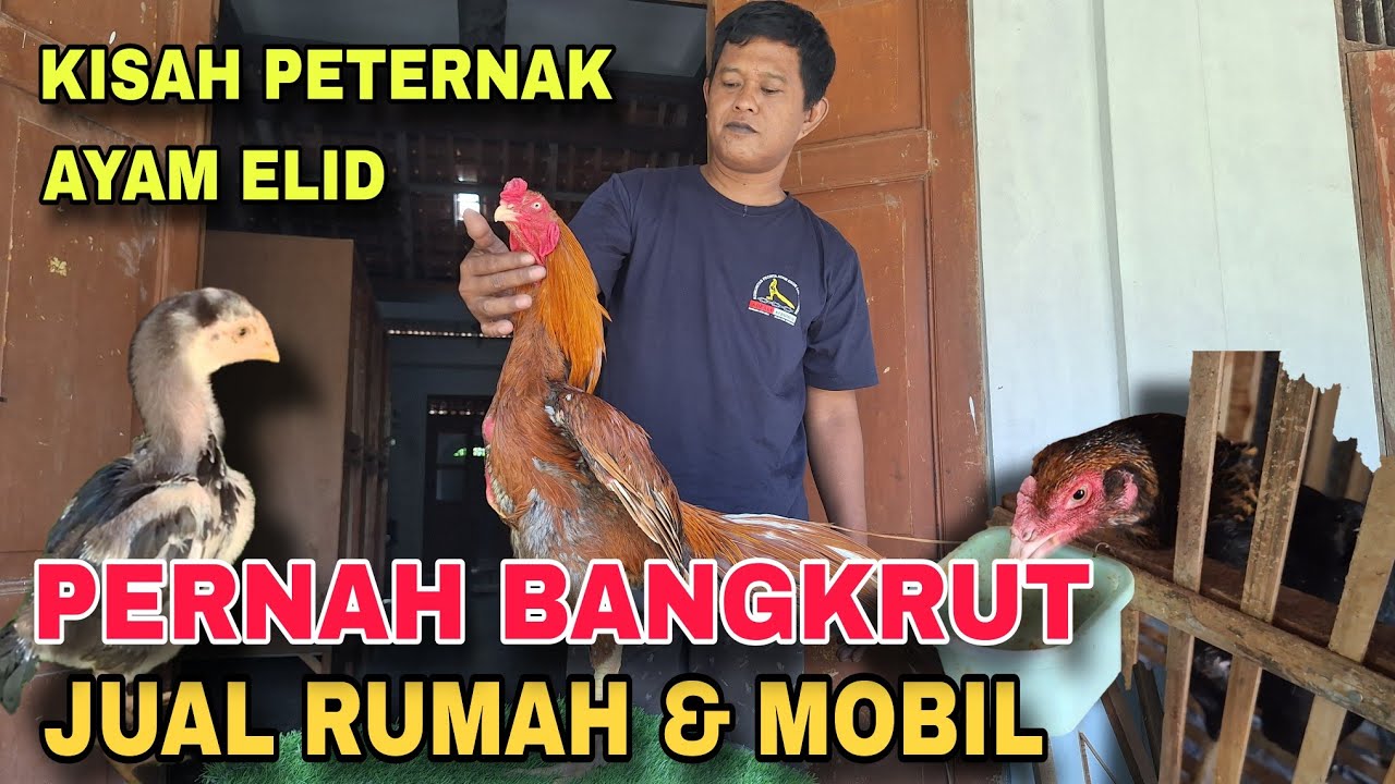 PERNAH BANGRUT JUAL RUMAH DAN MOBIL || PETERNAK AYAM EKOR LIDI