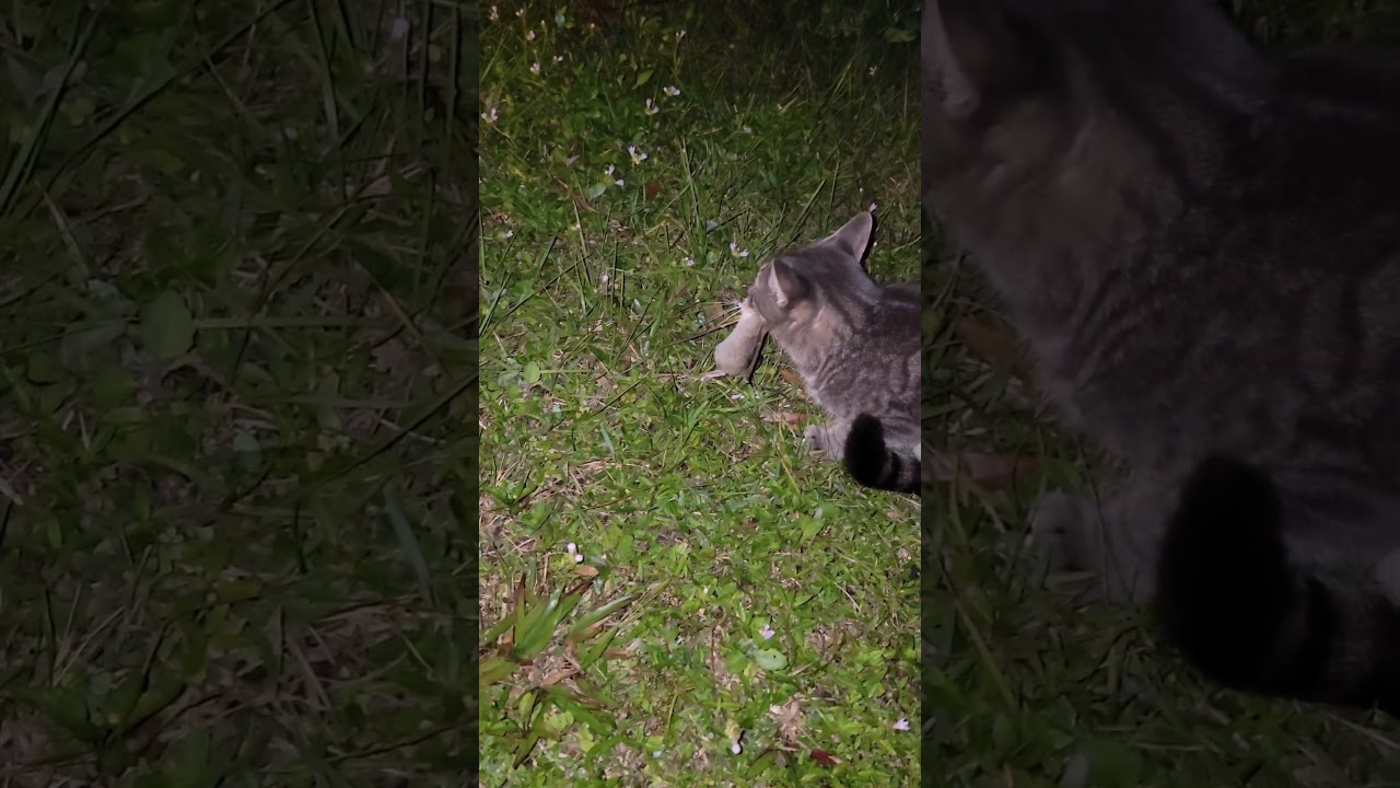 Simba eats mouse. 