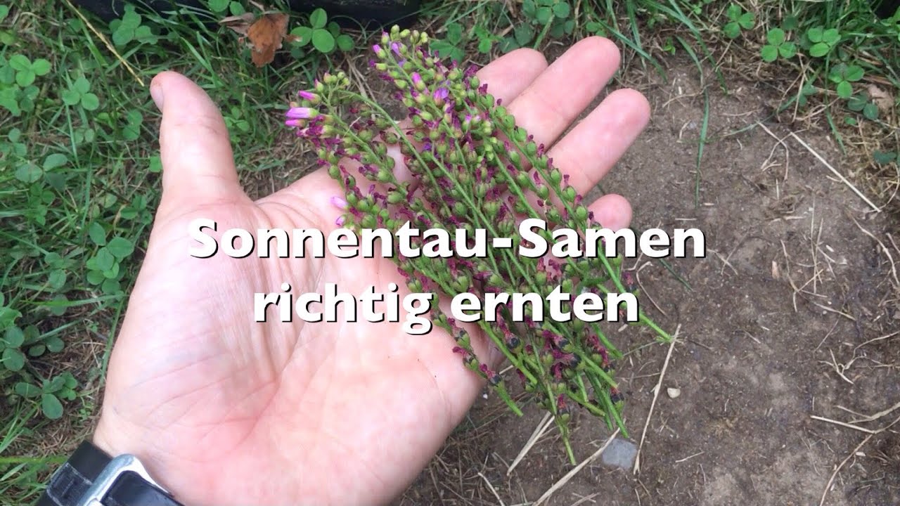 Sonnentau-Samen richtig ernten! | Tutorial | Drosera-Samen schnell und effektiv ernten | Karnico