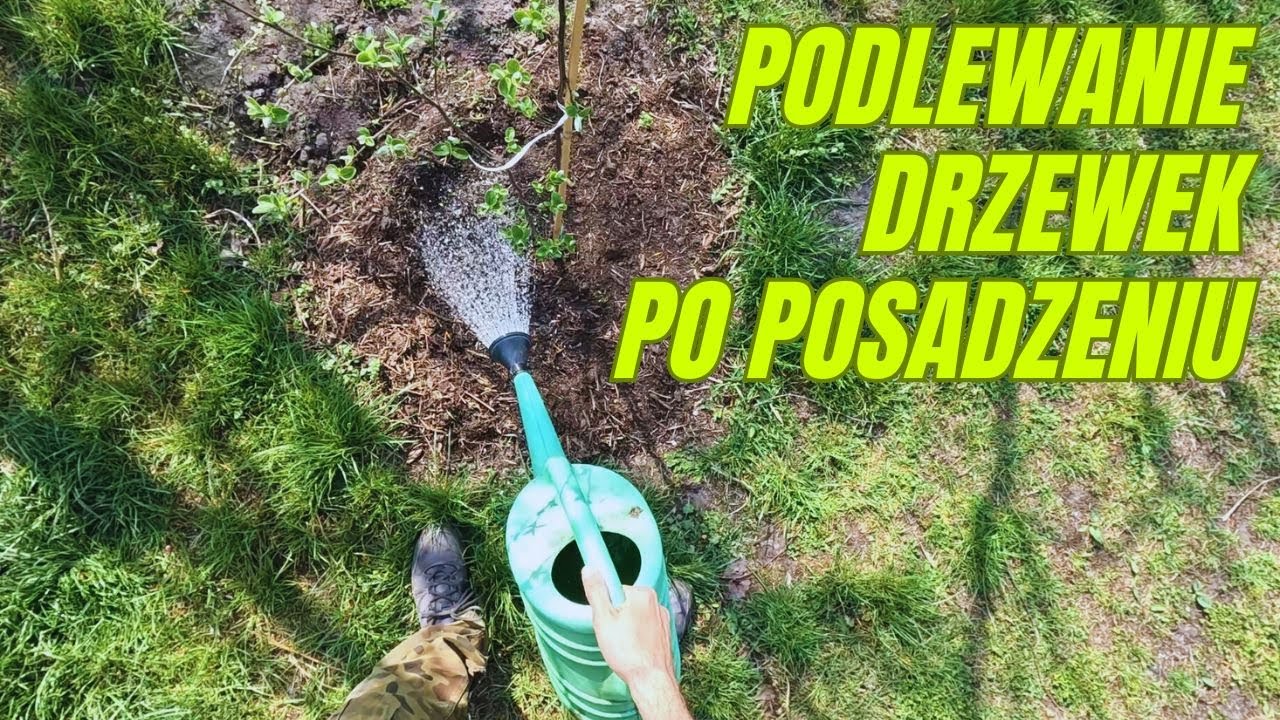 Podlewanie drzew i krzew&oacute;w owocowych po posadzeniu:  Jak Często, Jak Dużo i Jak Długo?