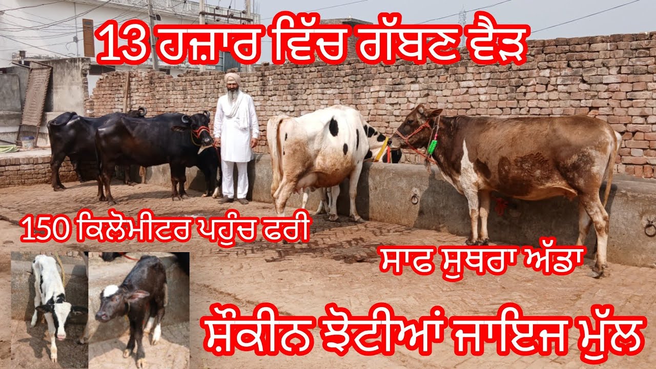 11 March 2026 ਤਾਜ਼ੀਆਂ ਸੂਈਆਂ ਝੋਟੀਆਂ ਤਾਜੀ ਸੂਈ ਵੈੜ ਬਿਲਕੁਲ ਜਾਇਜ ਮੁੱਲ /buffalo and cow for sale 