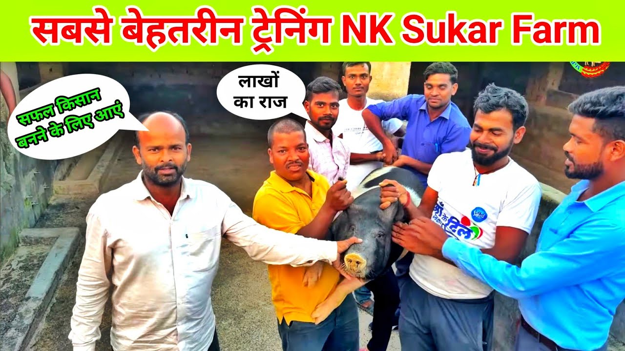सुकर पालन ट्रेनिंग कैसे होता है । Pig farming training । NK Sukar Farm Training । Practical