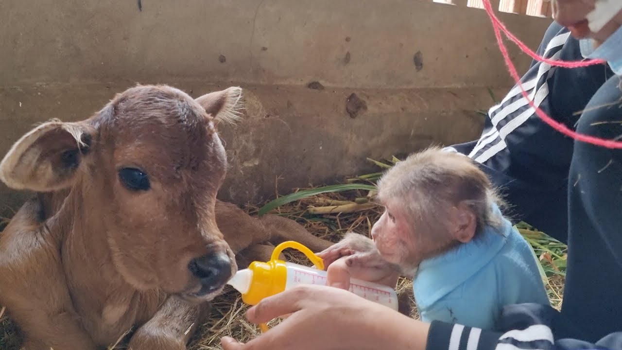 Monkey Kuku helps Mom to feed her calves with milk