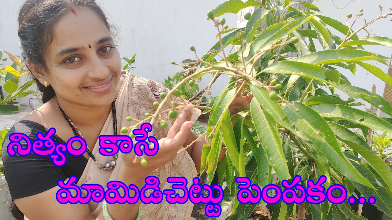 Tips & caring of mango plant  // మామిడి చెట్టు పెంపకం & కేరింగ్ #Mangotree #Mangotreecaring #Tips