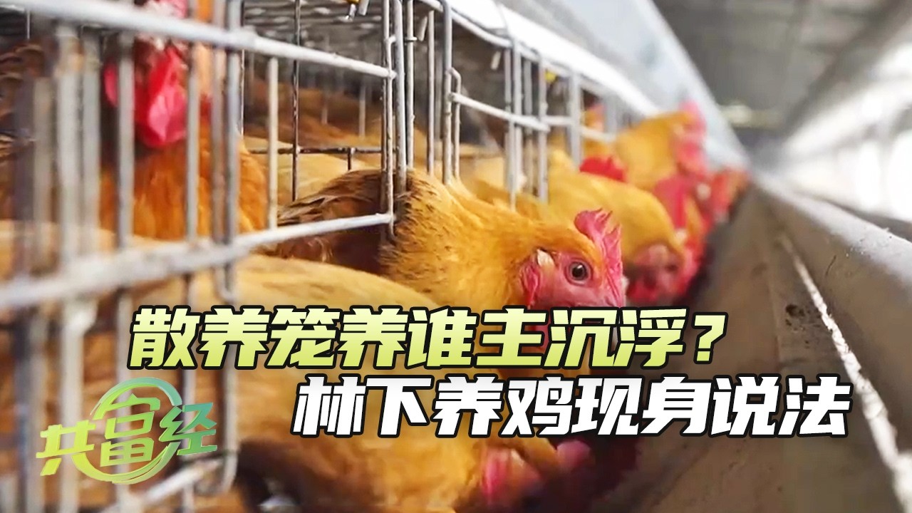 《共富经》 20260312 林下藏着“金凤凰” | 农业致富经 Agriculture And Farming