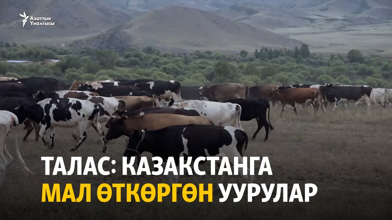 Талас: Казакстанга мал өткөргөн уурулар