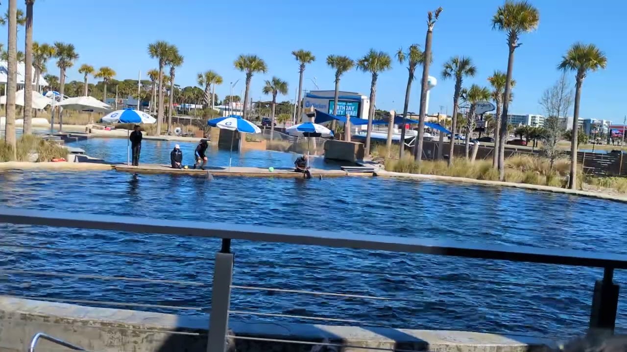 Gulfarium dolphin show February 2026