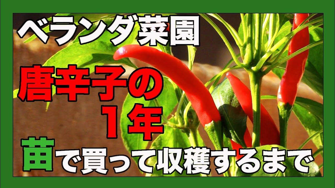 [ベランダ菜園]苗で買った唐辛子の一年