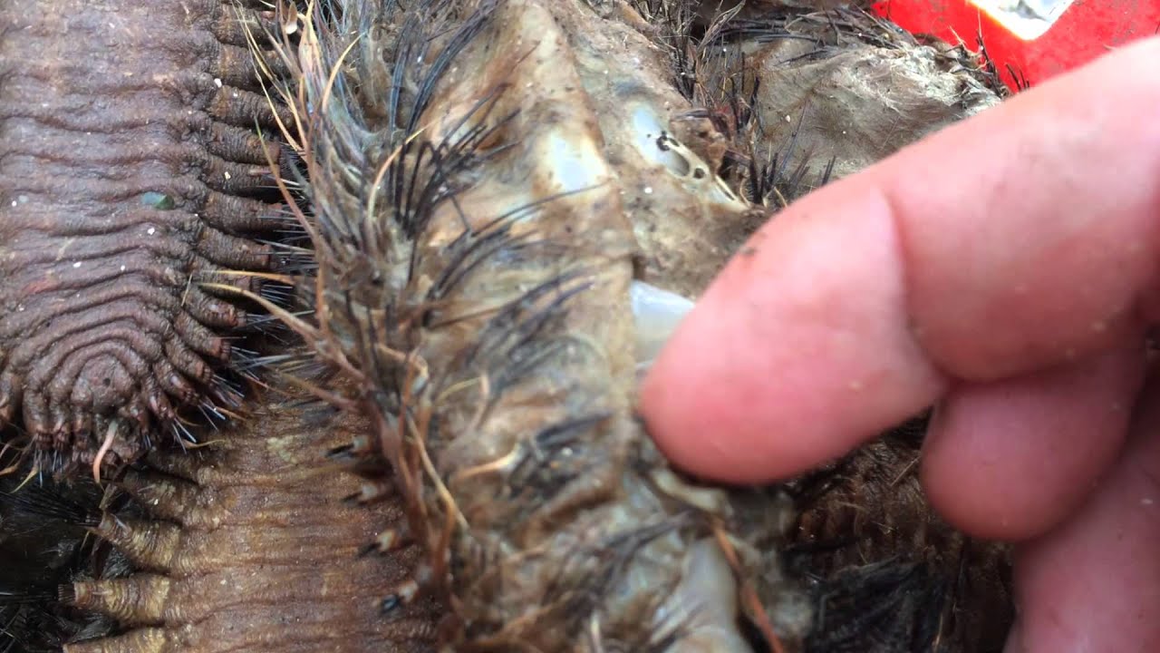 Sea Mouse - Aphrodita - the Love 'goddess' Worm