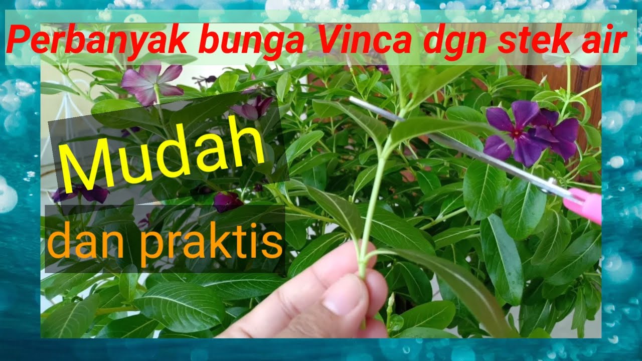 Stek air pada bunga Vinca