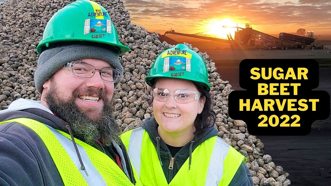 Unbeetable Experience: A Nomad's Guide to Working the Sugar Beet Harvest