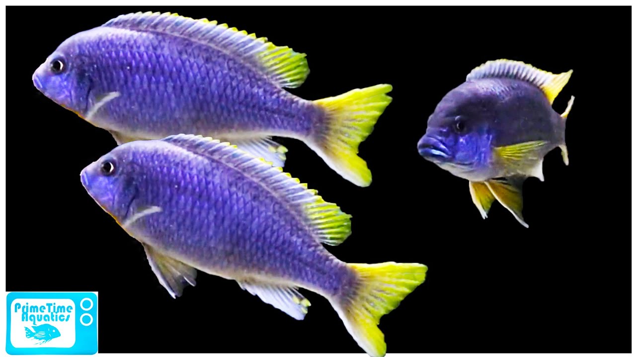 Pseudotropheus acei Care and Breeding