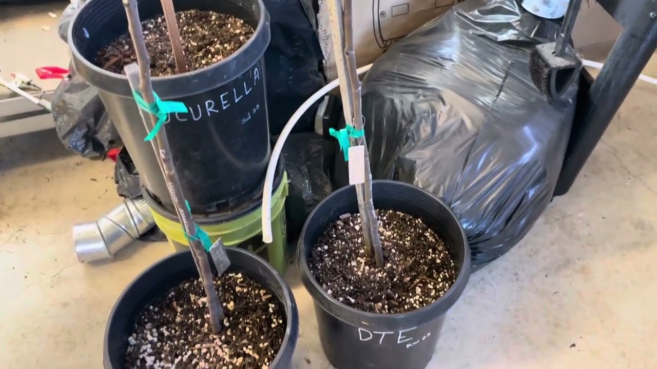 When is the BEST TIME to plant my fig tree in ground? Part 1/2
