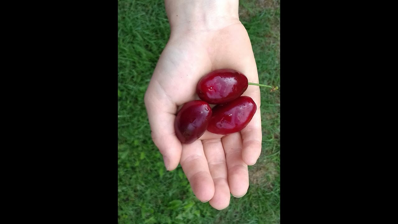 Grootvruchtige Kornoeljekers, Cornus mas 'Schönbrunner Gourmet ( giga vrucht)