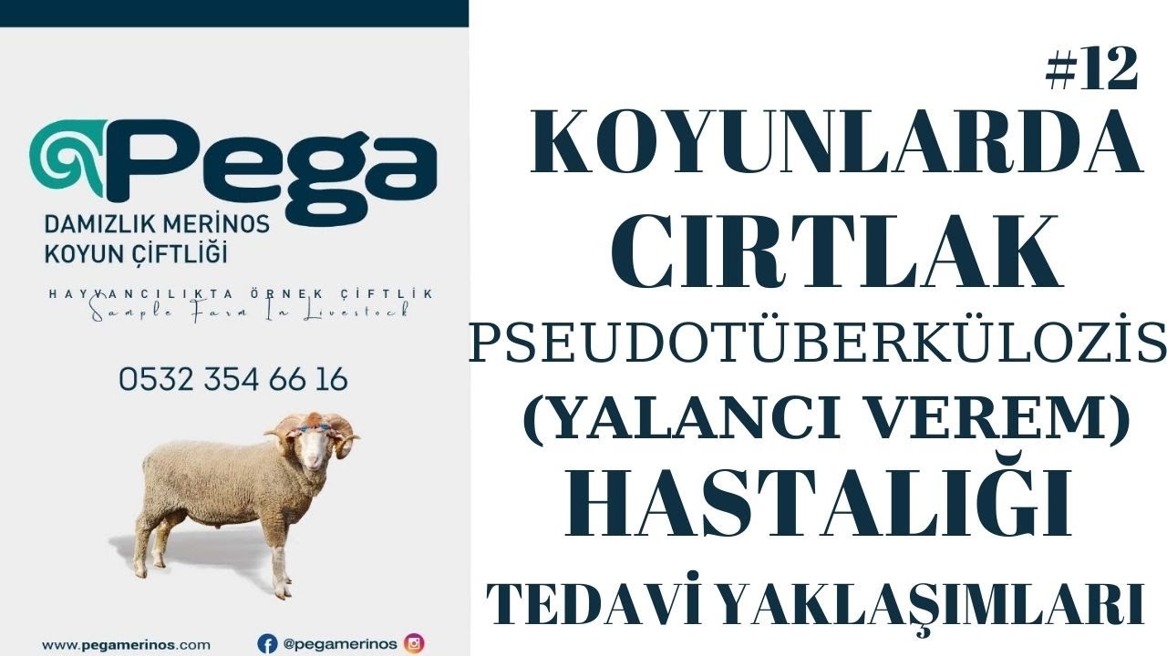 KOYUNLARDA CIRTLAK-ÇATLAK-YALANCI VEREM HASTALIĞI ve TEDAVİ YAKLAŞIMLARI