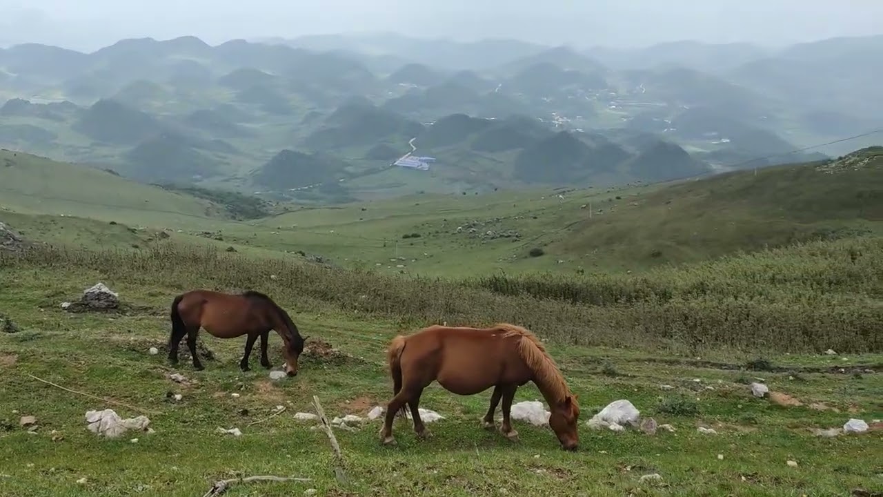 壯麗高原草丘-無菜單自駕