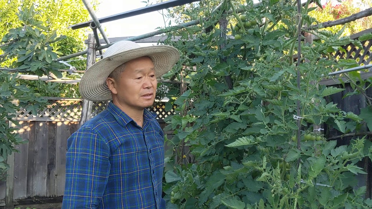 【我在硅谷当农民1】西红柿的种植经验分享：如何翻土、搭架子、剪枝、育苗