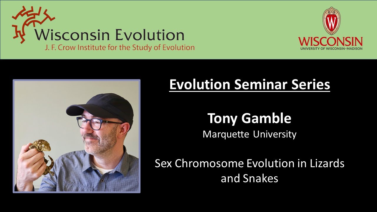 Tony Gamble: Sex Chromosome Evolution in Lizards and Snakes