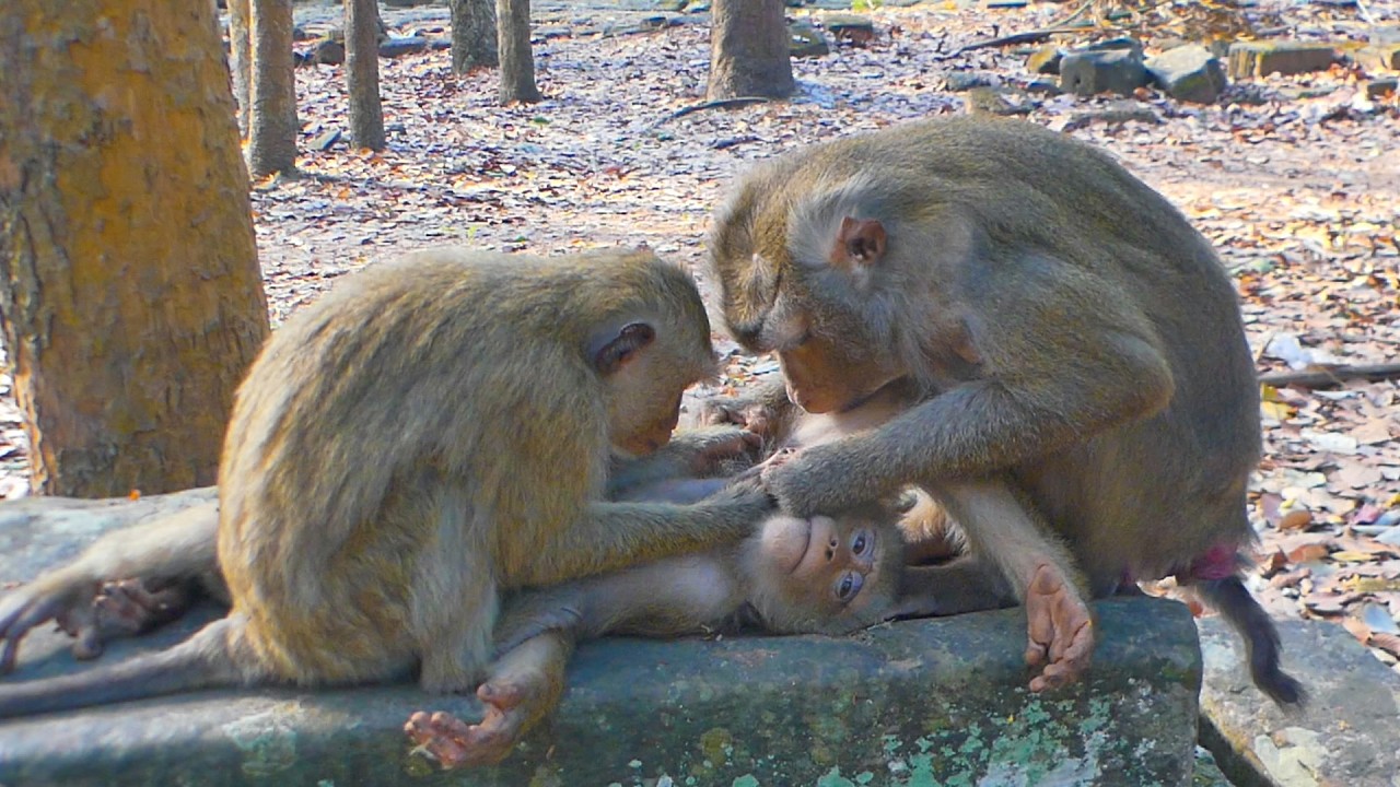 Rainbow watches closely to learn from Libby & Leo enjoys his time