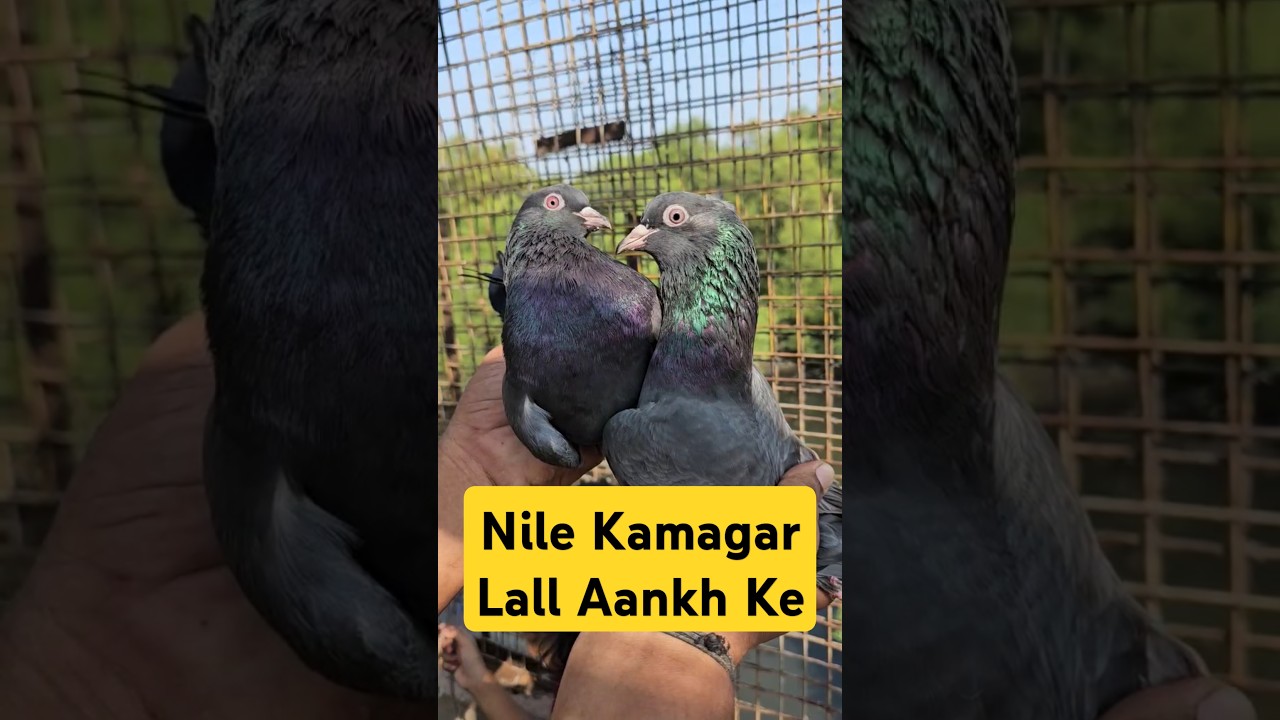 Nile Kamagar Kabootar. #jaykabootar #jaikabootar #pigeon #jaikabutar #jaykabutar