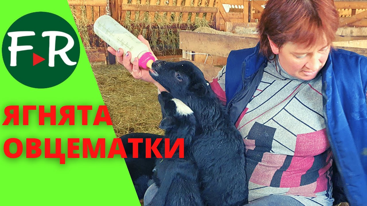 Овцематки с ягнятами. Племенной репродуктор по Романовской породе овец. ООО Тверской урожай.