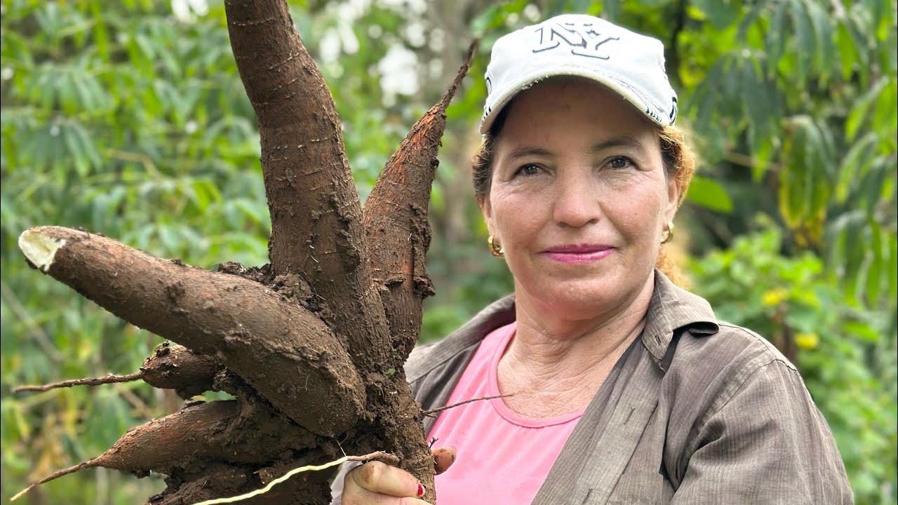 Sacando oro de la tierra! Cosecha de yuca y ñame 🍠 