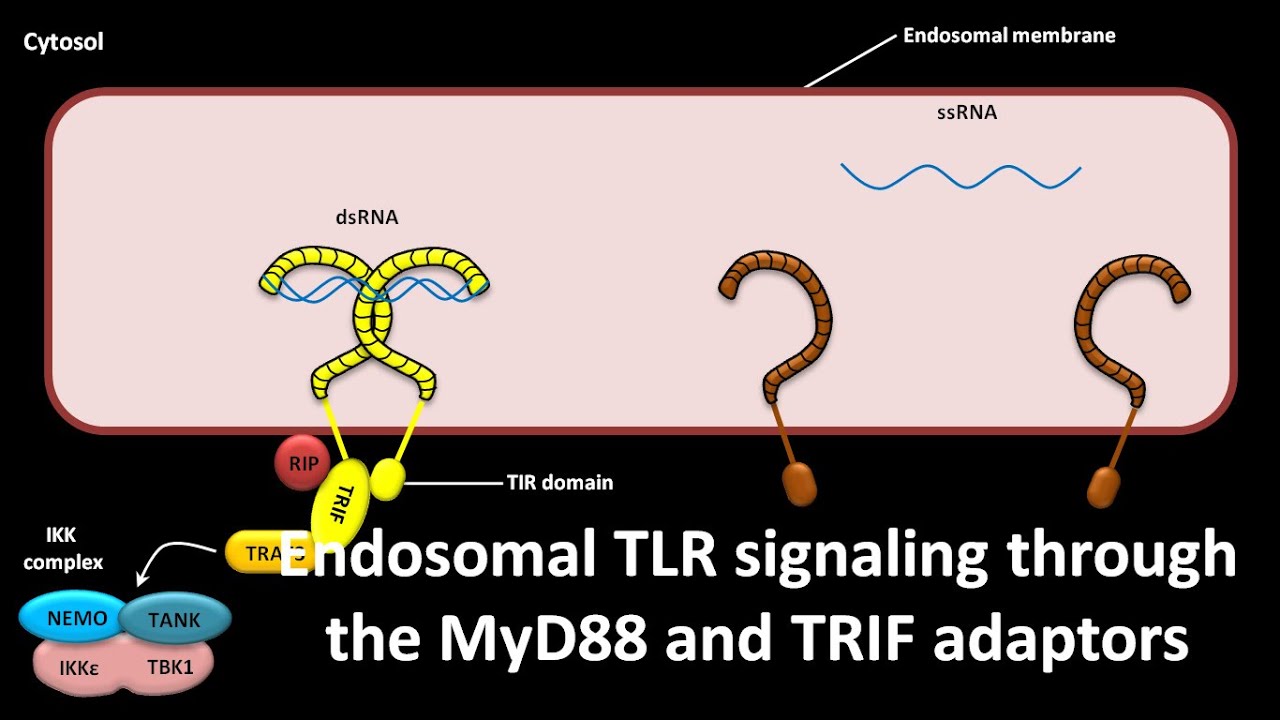 Endosomal TLR signaling through the MyD88 and TRIF adaptors