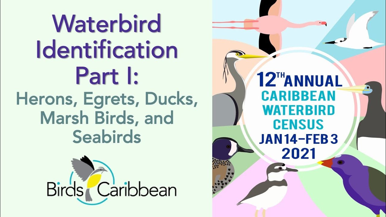 Waterbird Identification Part I: Herons, Egrets, Ducks, Marsh Birds, Seabirds