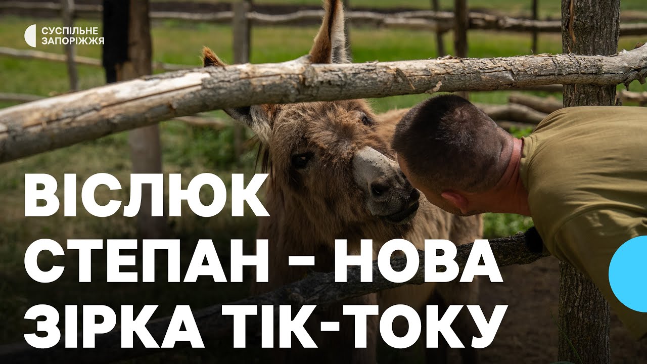 Дев’ятимісячний віслюк Степан із Запорізької області став зіркою TikTok